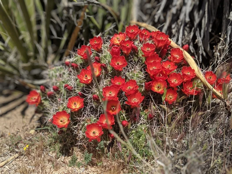 Kingcup Cactus