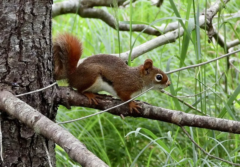 American Red Squirrel