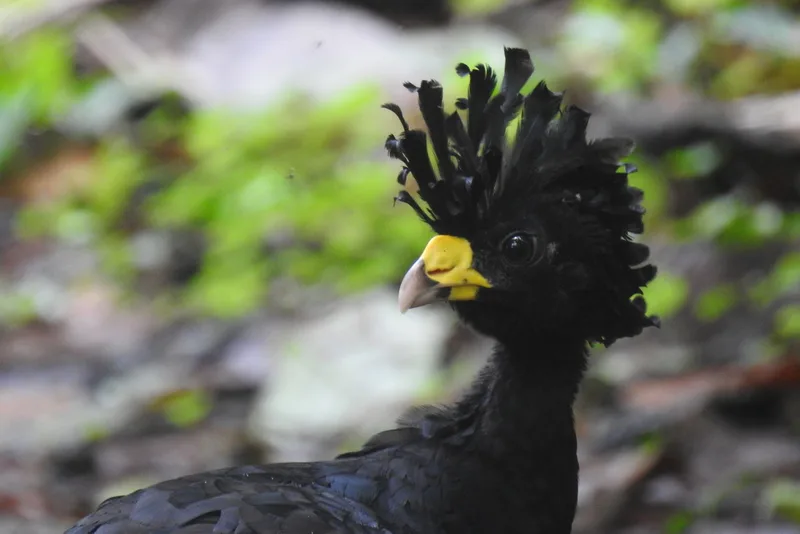 Great Curassow