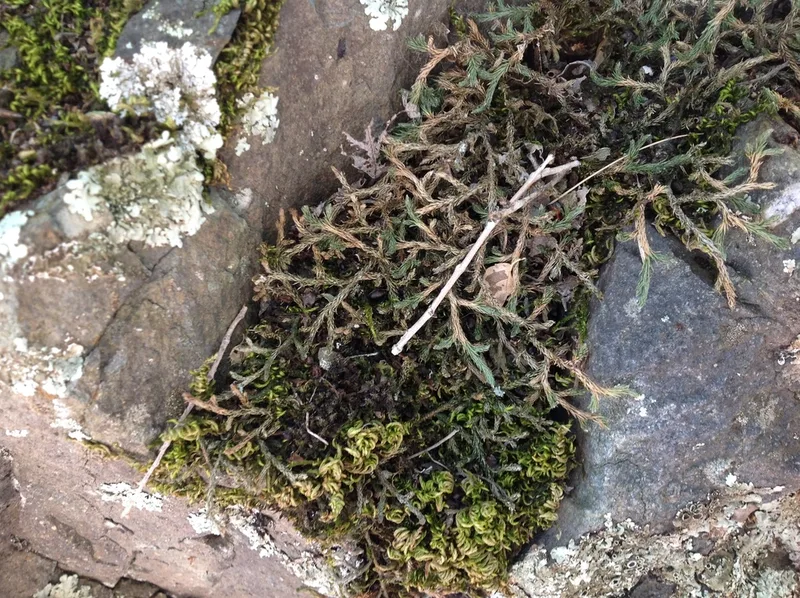 Wallace's spikemoss