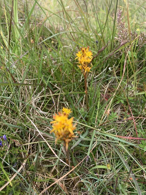 bog asphodel