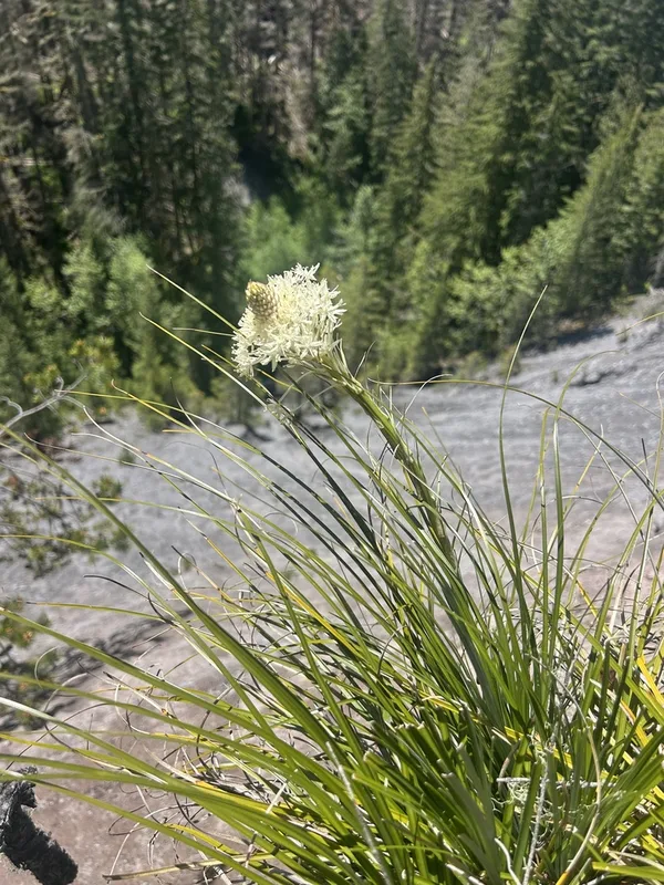 common beargrass