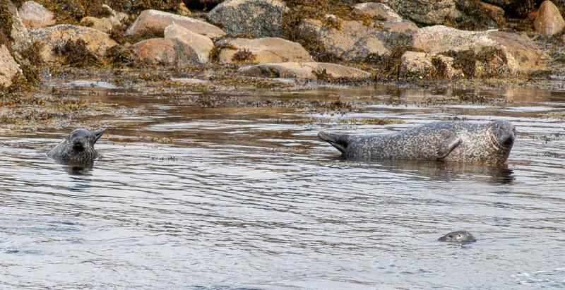 Harbor Seal