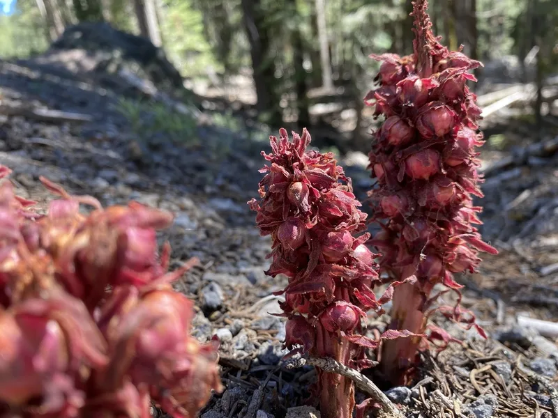 Snowplant