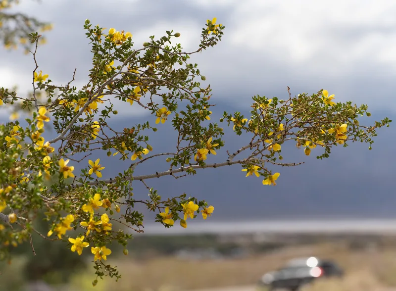 Creosote Bush