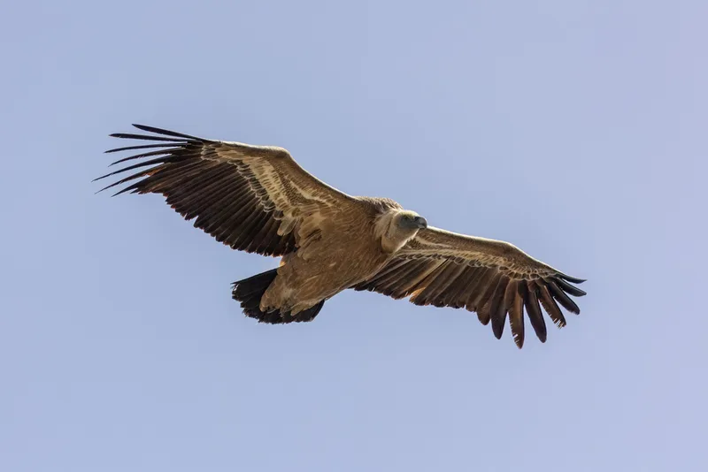 Eurasian Griffon