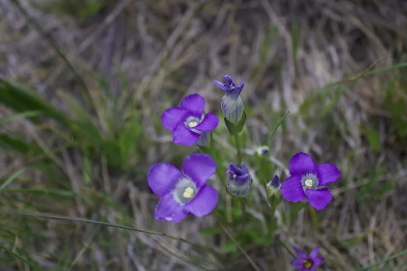 Rocky Mountain Fringed Gentian