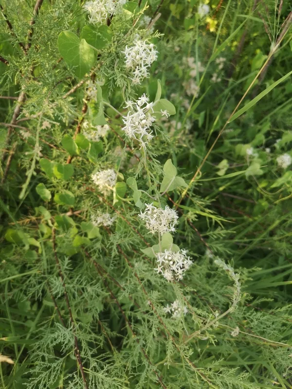 Cynanchum chinense