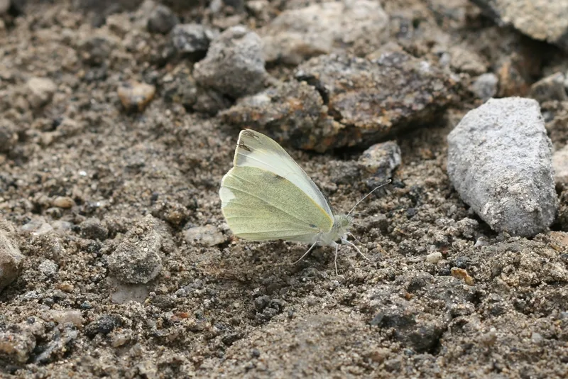 Large White