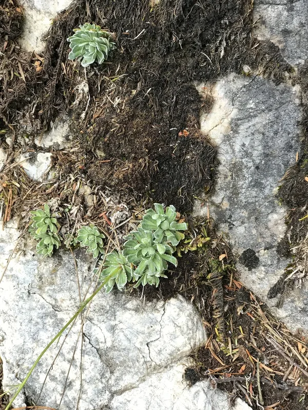 Livelong Saxifrage