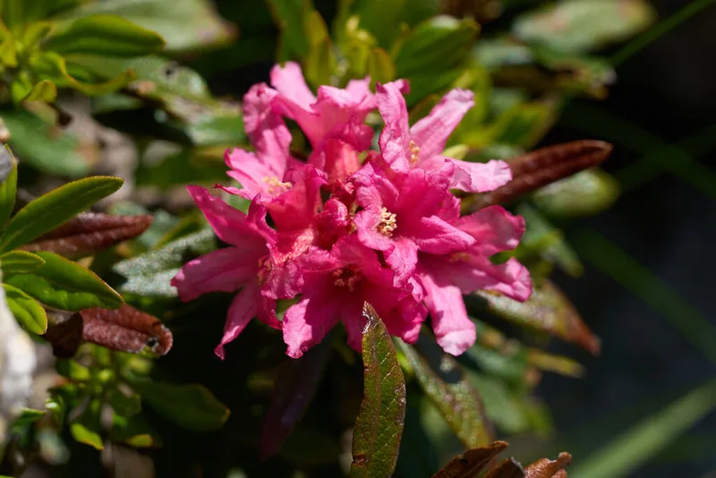 Rusty-leaved Alpenrose
