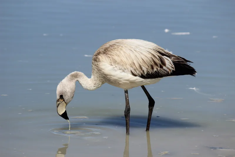 James's Flamingo