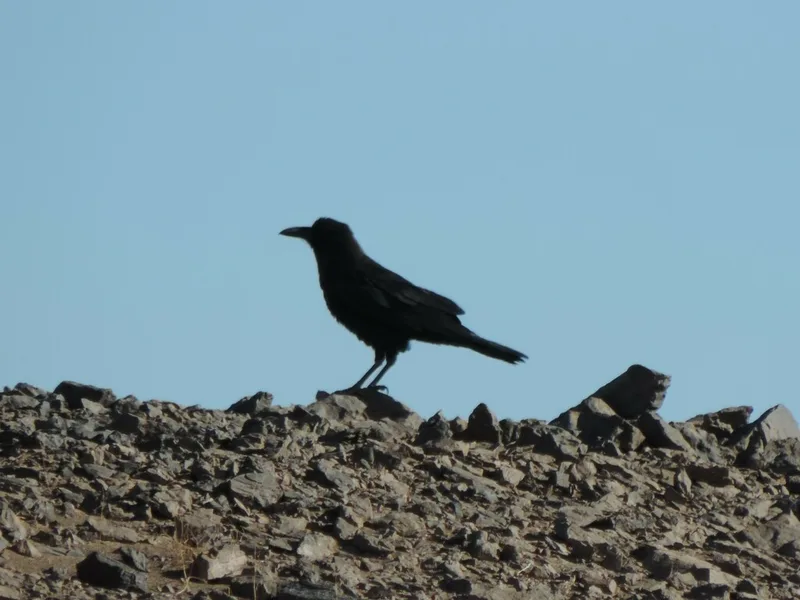 Brown-necked Raven