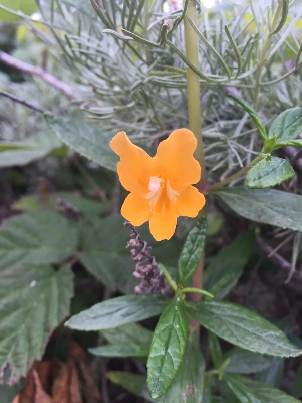 orange bush monkeyflower