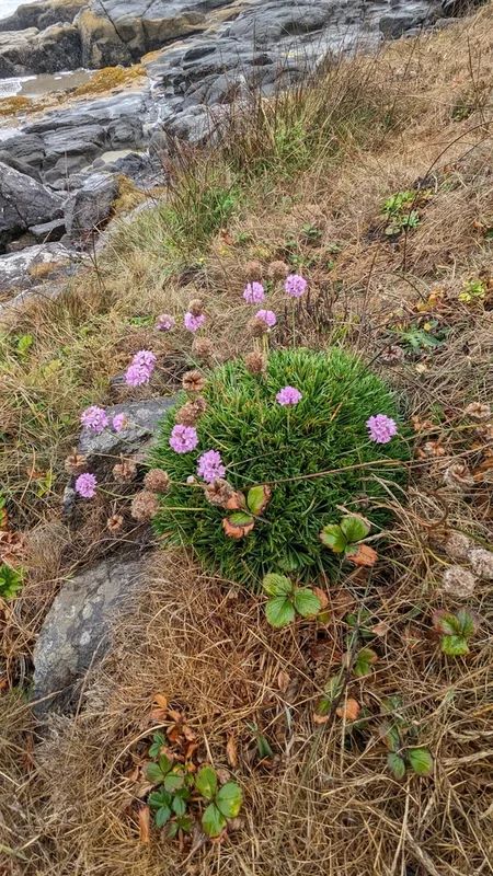Sea Thrift