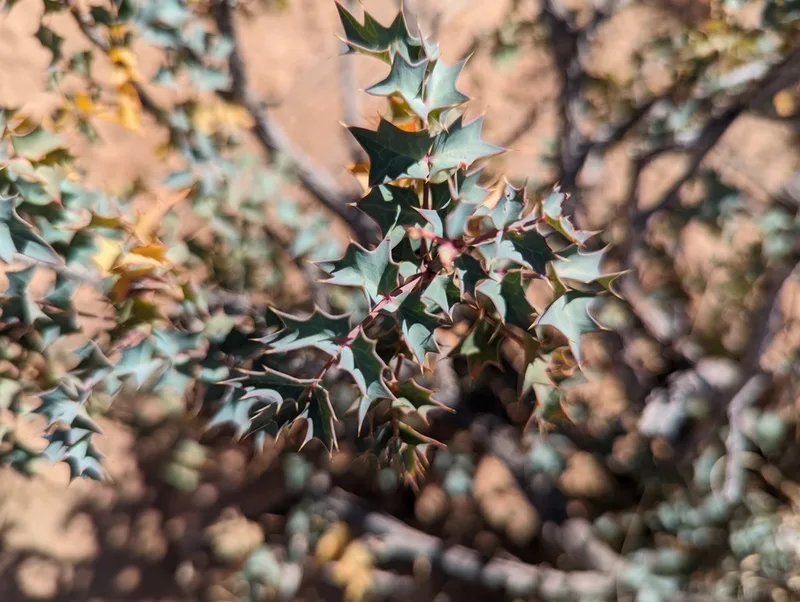 Fremont barberry