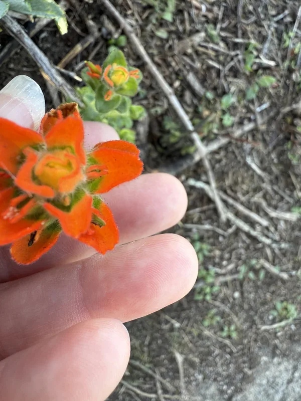Monterey paintbrush