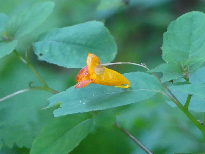 common jewelweed