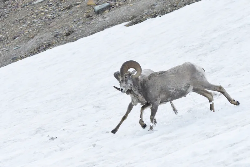 Bighorn Sheep