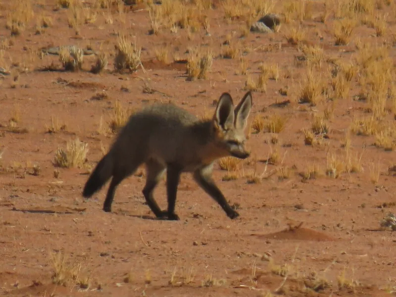 Bat-eared Fox