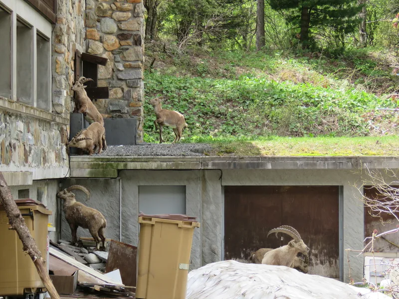 Alpine Ibex