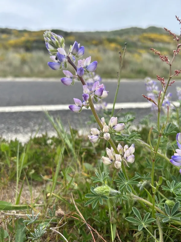 Seashore Lupine