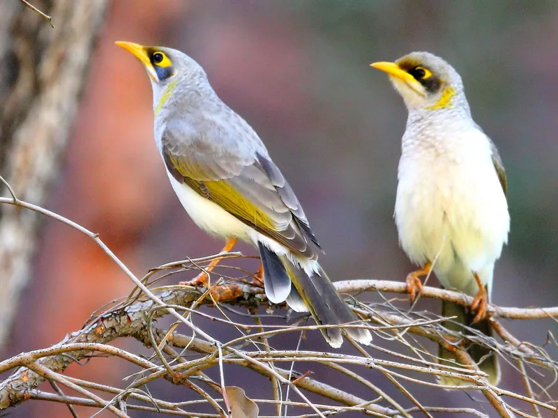 Yellow-throated Miner