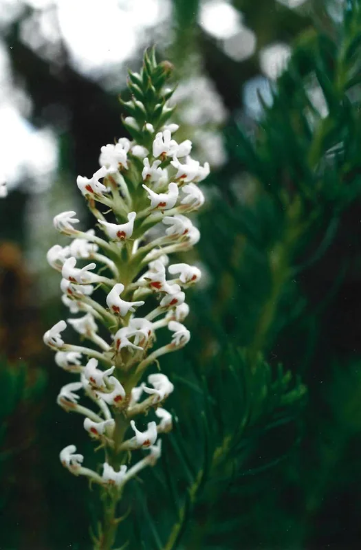 Tropical Slugwort