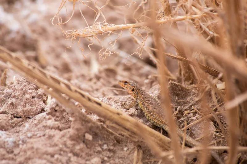 Antofagasta Smooth-throated Lizard