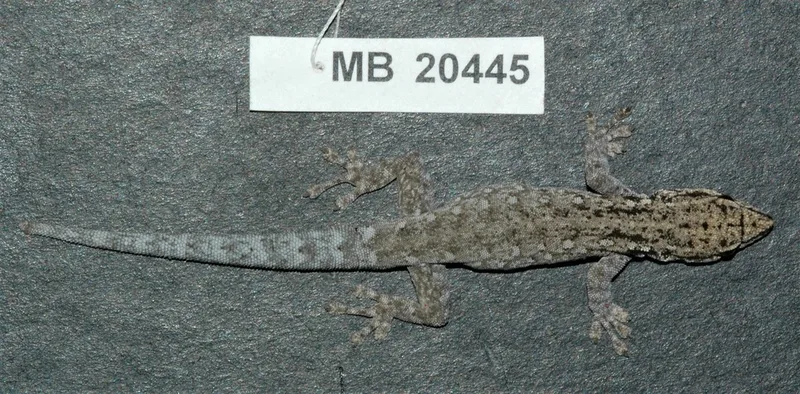 Chobe Dwarf Gecko