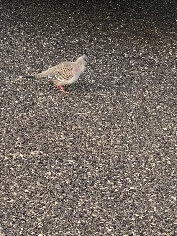 Crested Pigeon