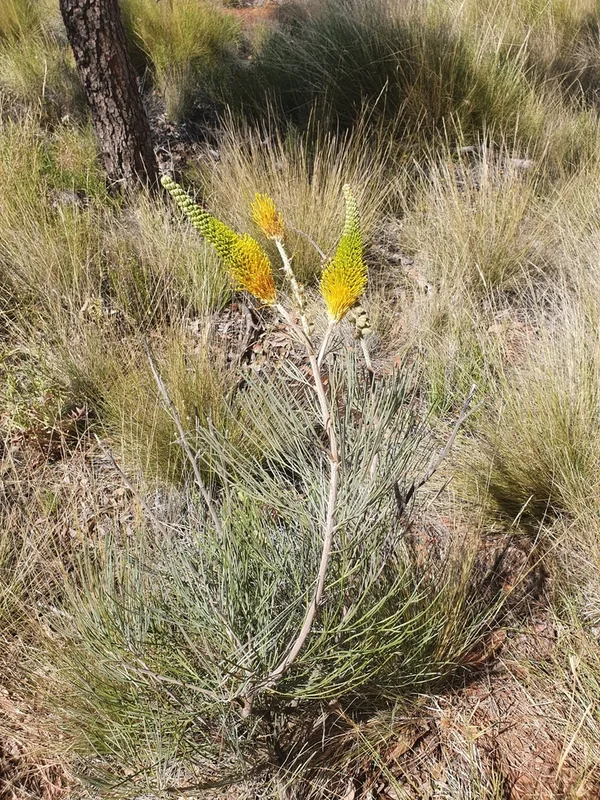 yellow flame grevillea