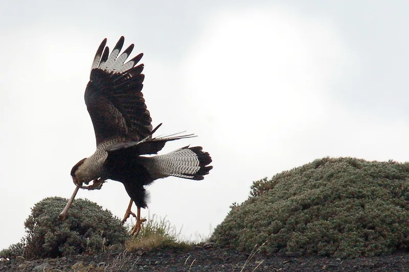 Crested Caracara