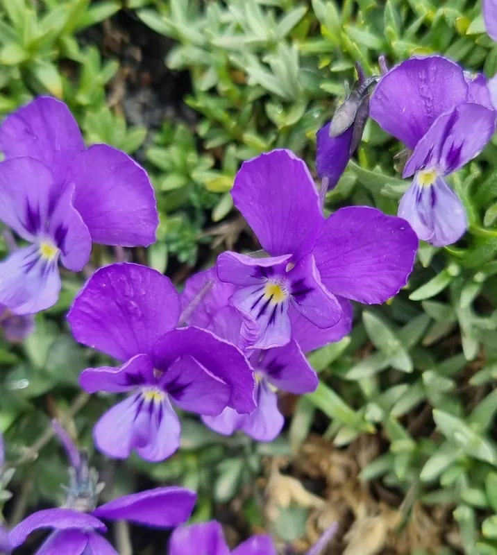 Etna Pansy