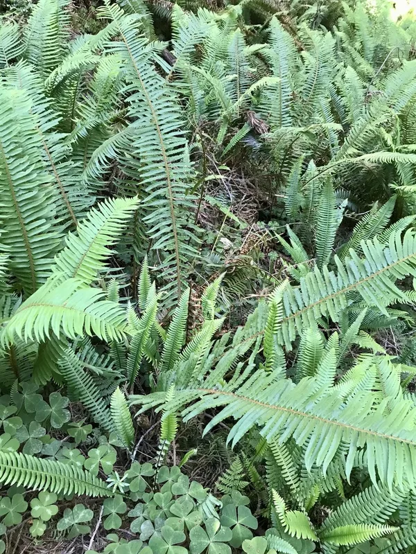western sword fern