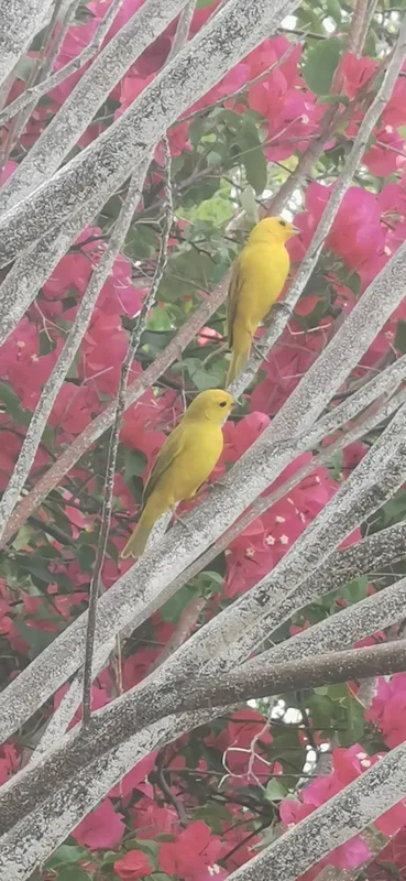 Saffron Finch