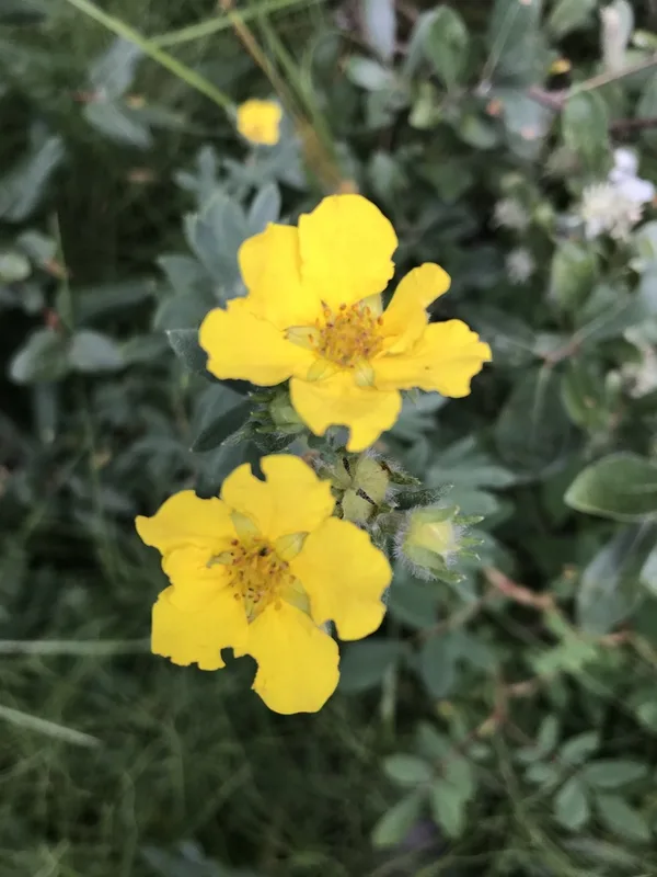shrubby cinquefoil