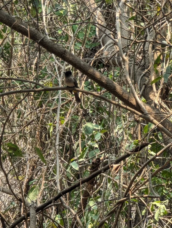 Common Bulbul
