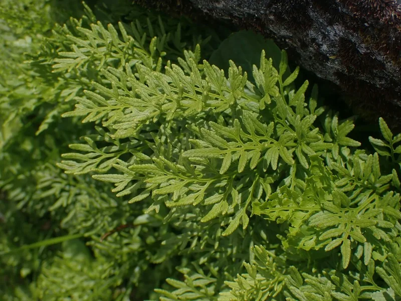 parsley fern