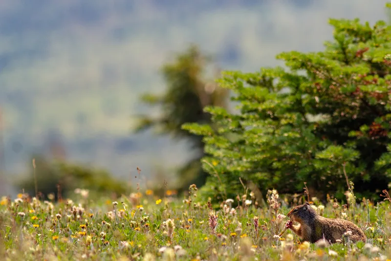 Columbian Ground Squirrel