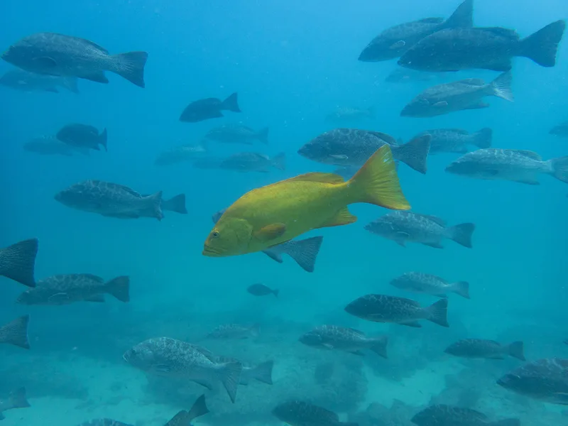 Leopard Grouper