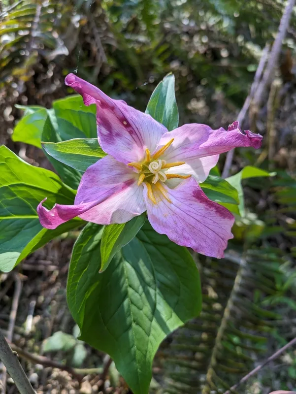 Pacific trillium