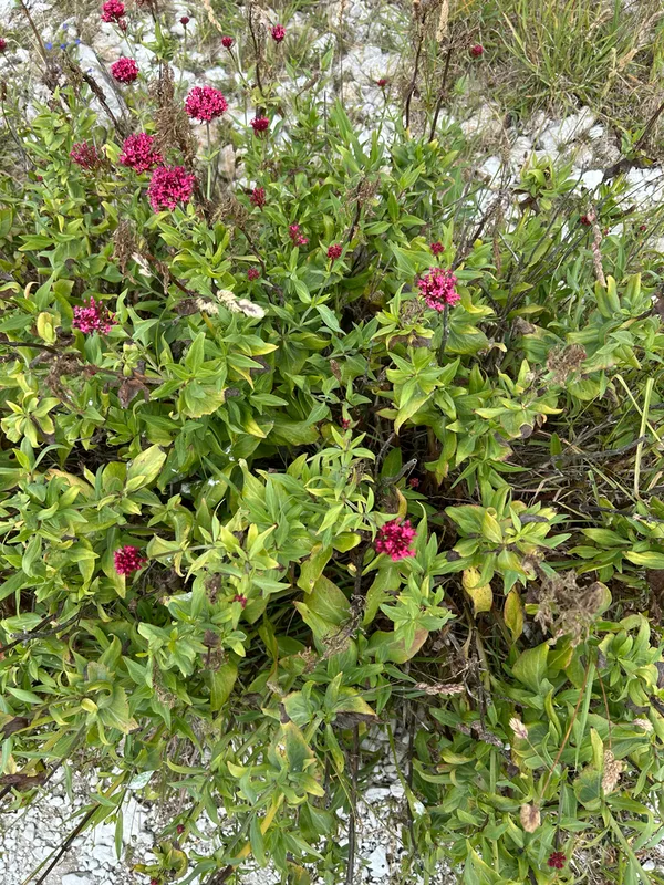 Red Valerian