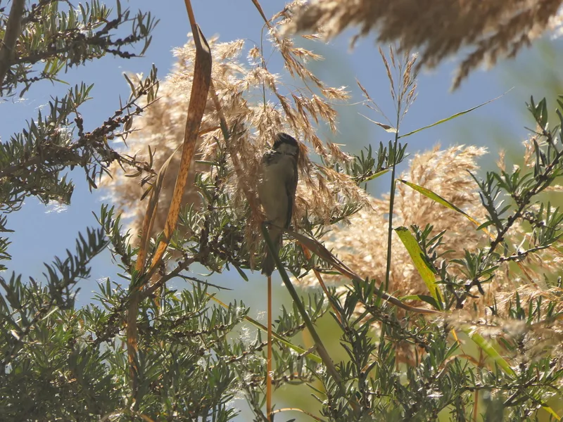 House Sparrow