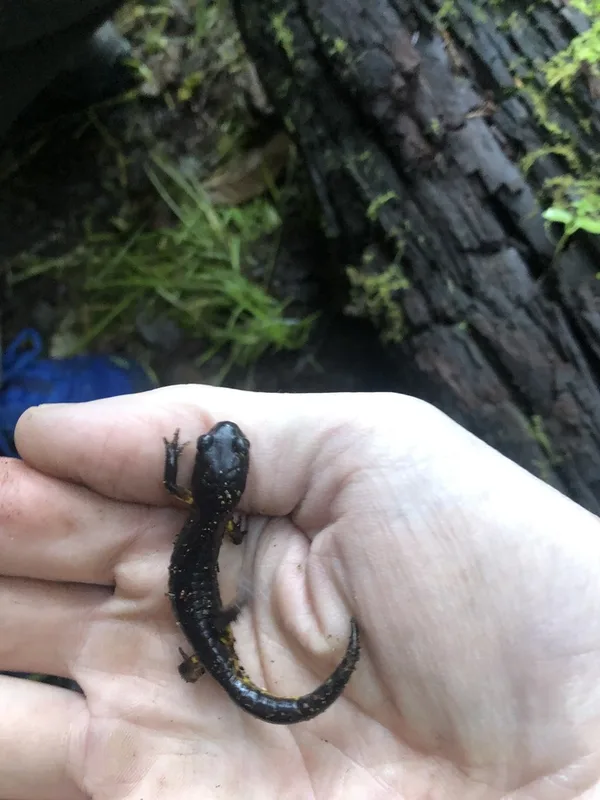 Ensatina