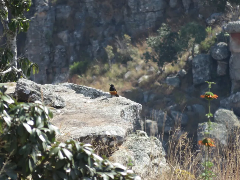 Mocking Cliff-Chat