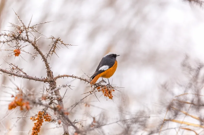 White-winged Redstart