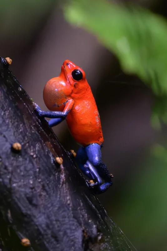 Strawberry Poison Dart Frog
