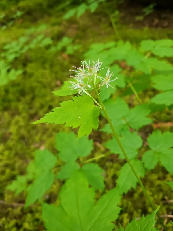 red baneberry
