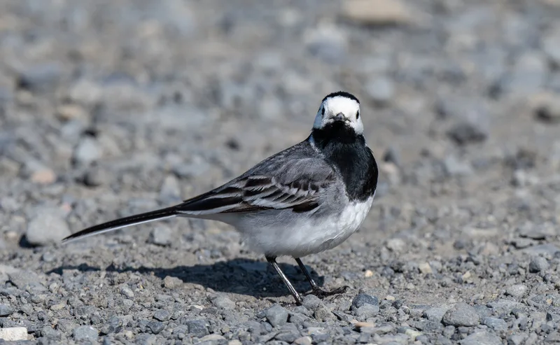 White Wagtail